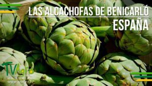 Alcachofa de Benicarló: Beneficios y recetas auténticas