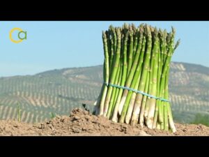 Espárrago de Huétor-Tájar: El sabor verde de Andalucía