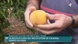 Melocotón de Calanda: sabor único de Aragón