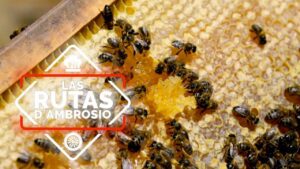 Miel de La Alcarria: dulce de Castilla-La Mancha