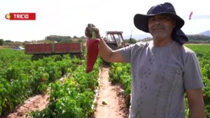 Descubre el sabor único del Pimiento Riojano auténtico