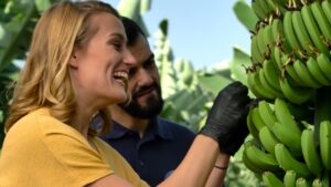 Plátano de Canarias: Beneficios, recetas y más