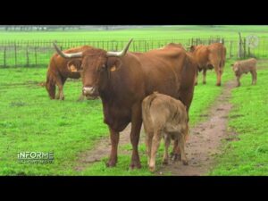 Vaca de Extremadura: las mejores razas bovinas de la región
