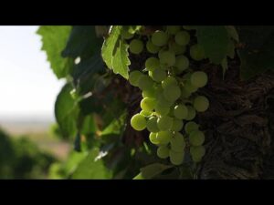 Vinagre de Jerez: Uno de los secretos de los chefs